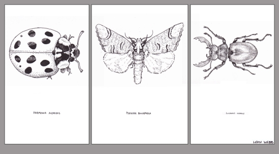 Bug Illustrations